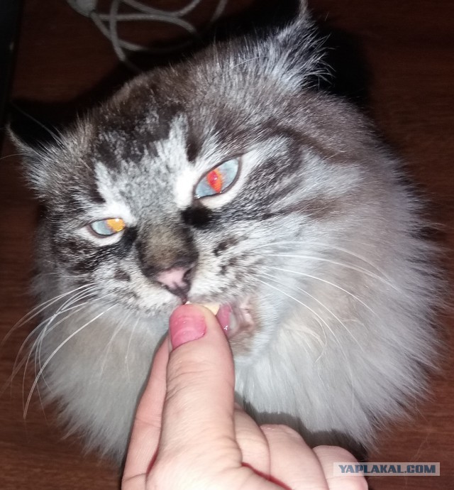 Котовторник 16.01.2018
