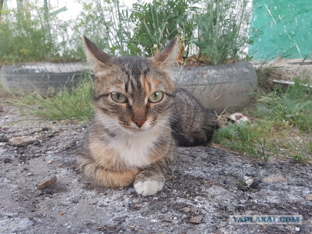 А не открыть бы нам котовторник 03.04.2018