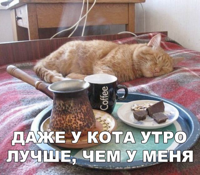 Фотобомбы котов