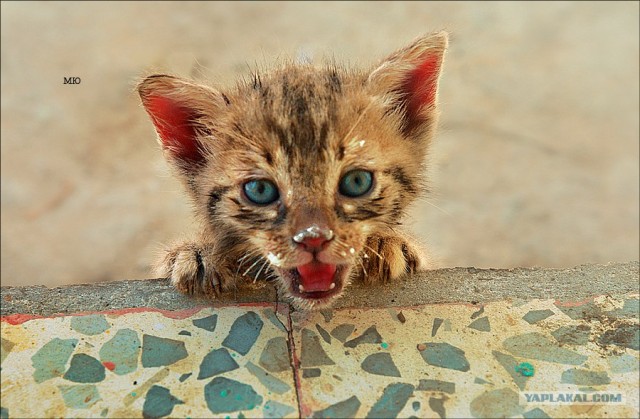 Котовторник на ЯПлакалъ