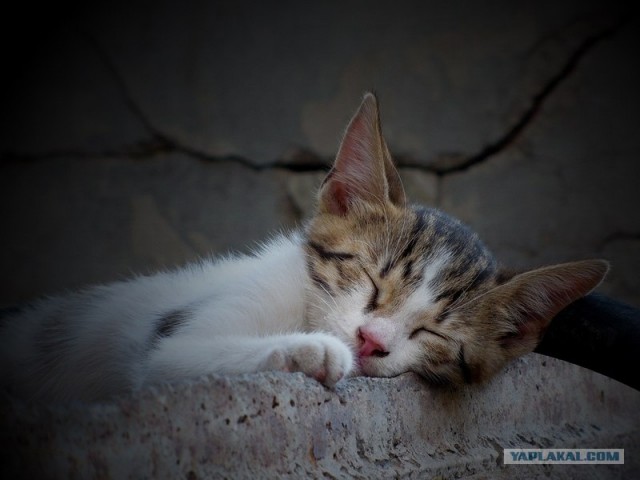 Котовторник (06.01)