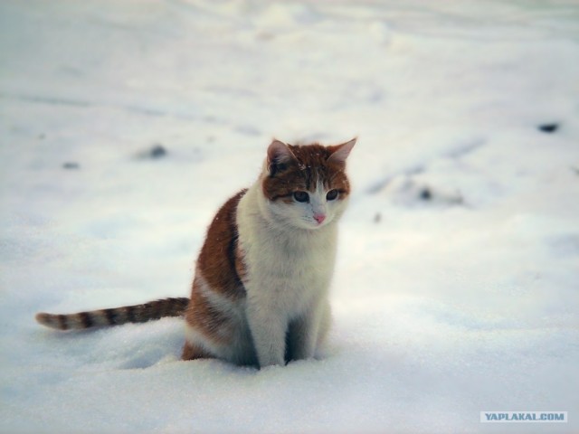День котов