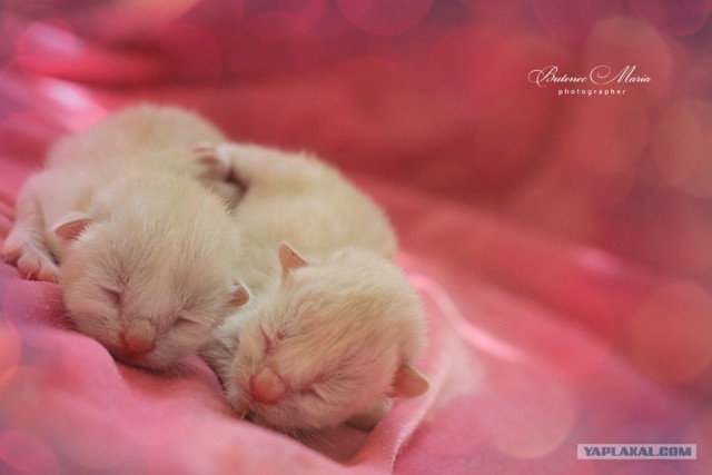 Котовторник на 22 июня