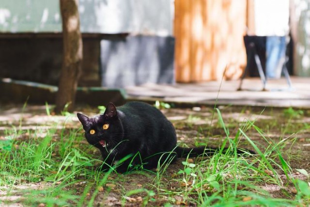 Прикольных котов пост