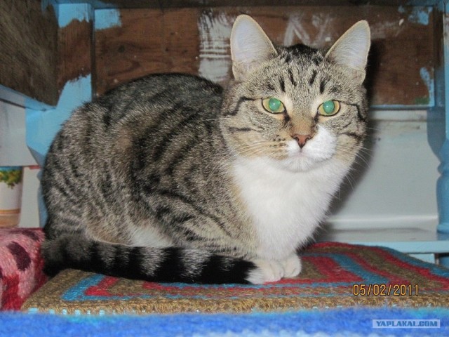 Котовторник - С праздником, котоводы!