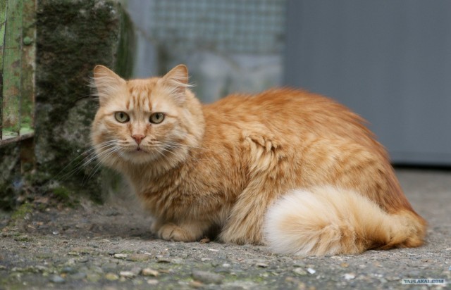 It's Catursday Fever! (Котовторник)
