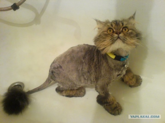 Котовторник  07.06.11