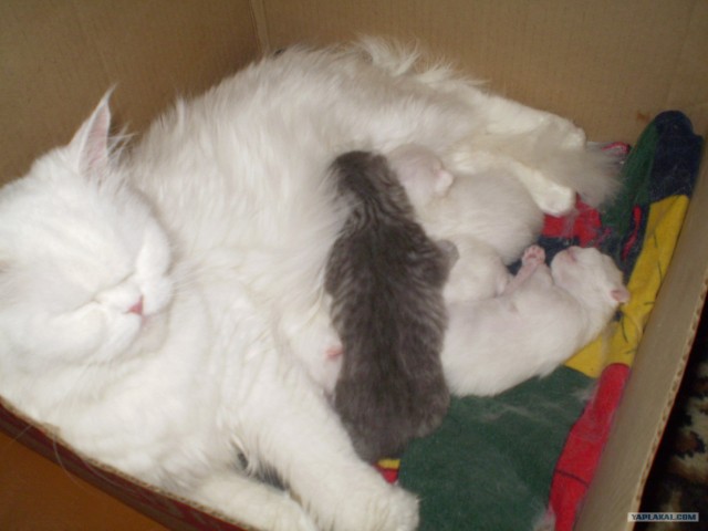 Котовторник объявляется открытым!