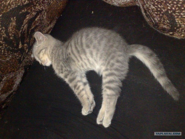 Супер-котофото на котовторник