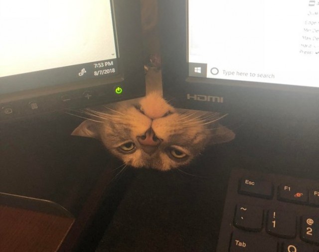 Прикольных котов пост