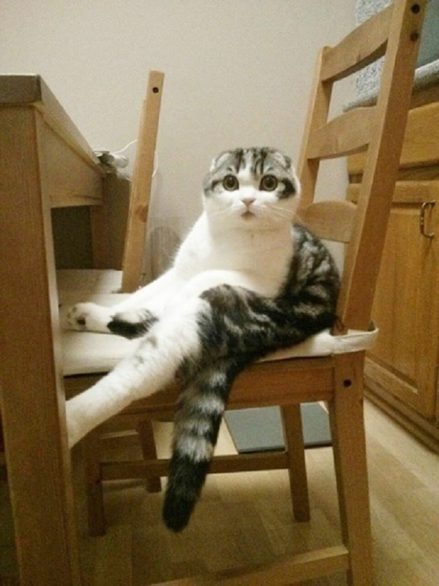 Прикольных котов пост