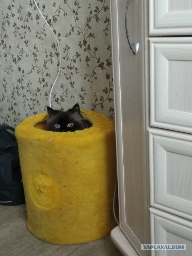 Странная кошачья логика, которую человеку никогда не постичь