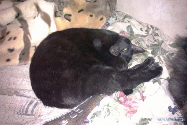 Котовторник (31.01.2012)