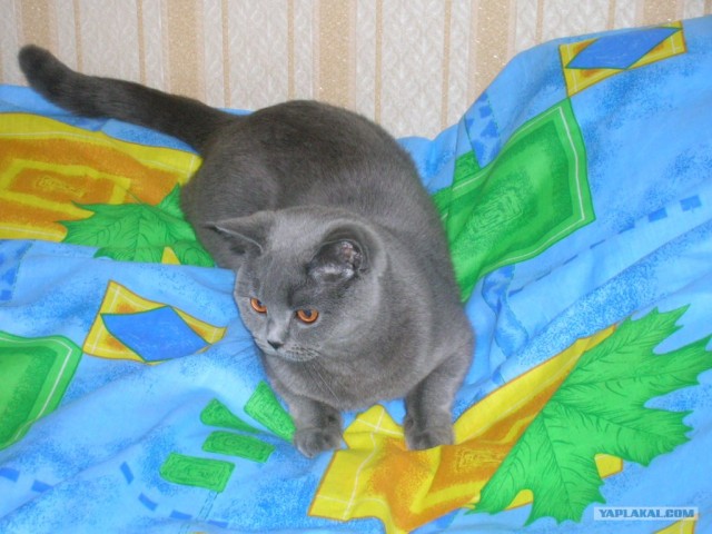 Котовторник (07.02.2012)