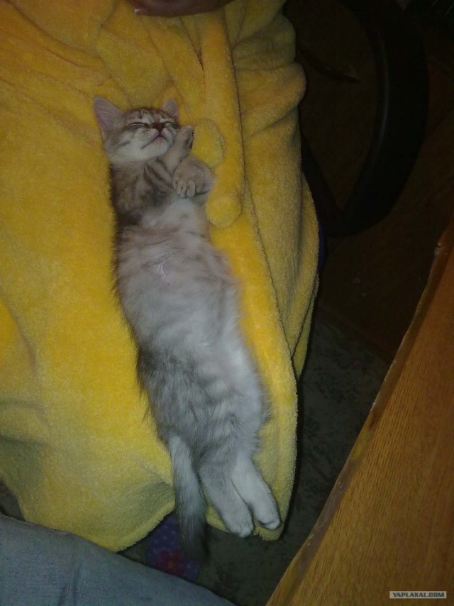 Котовторник 20.03.2012