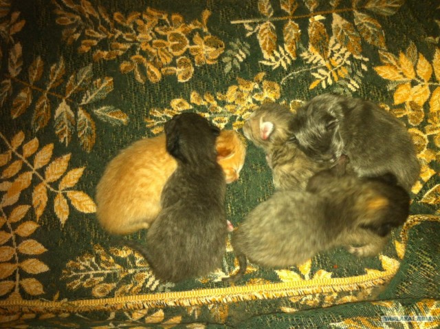 Котовторник  от 3.04.2012