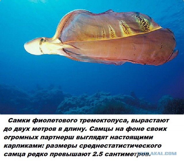 Подборка бесполезных фактов.