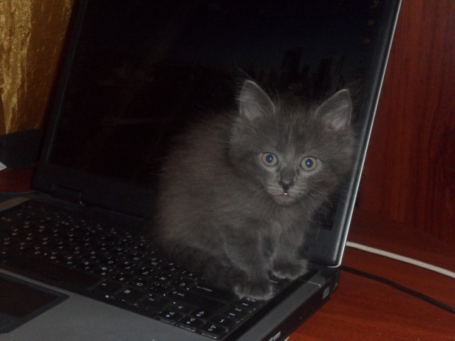 Котовторник  14.08.2012.