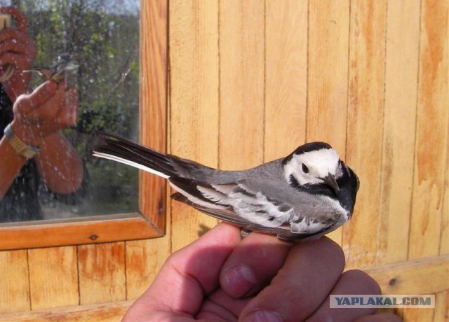 Снигири прилетели