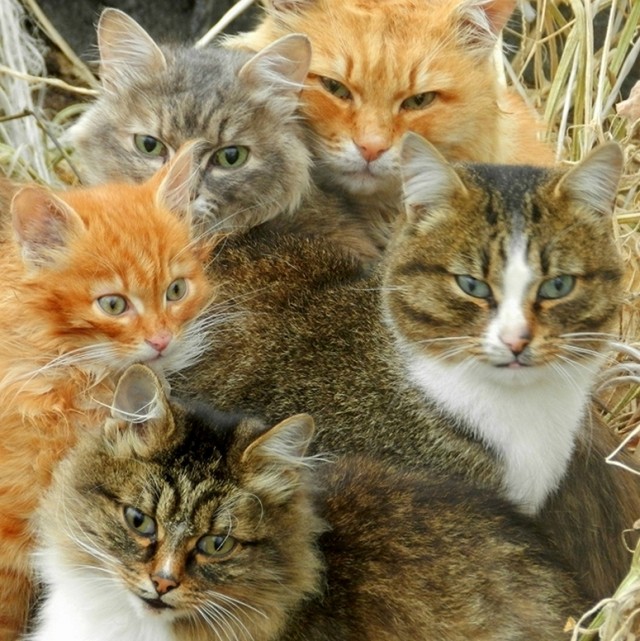 Котовторник 30.10.2012