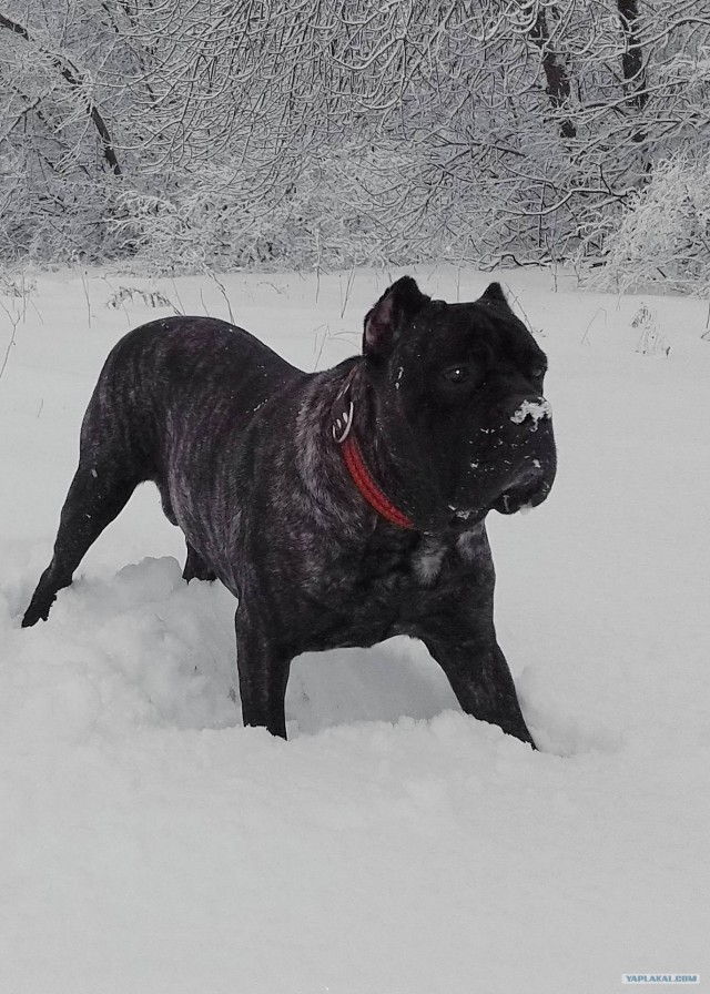 Собакочетверг