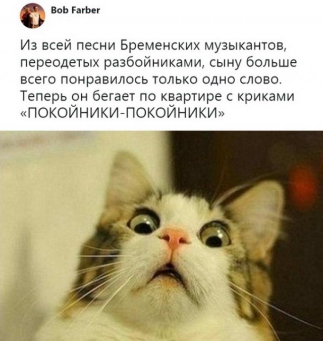 Картинки с котами и про котов