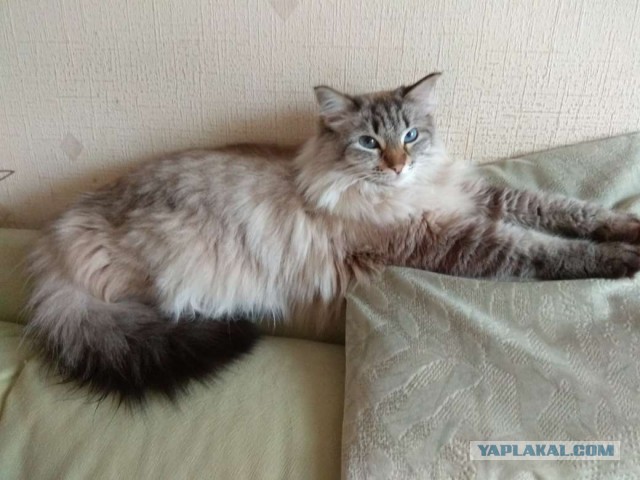 Кошки отдыхают