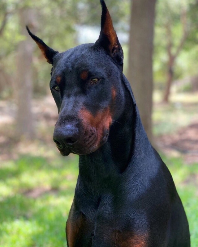 Живность из сети