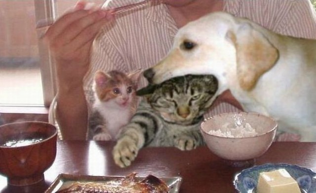 Уже не котовторник, но еще и не собакочетверг