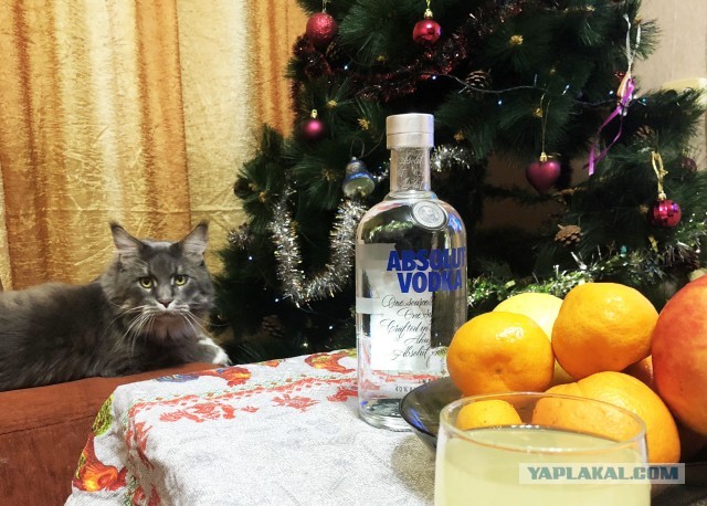 Хвастаемся своими елками!