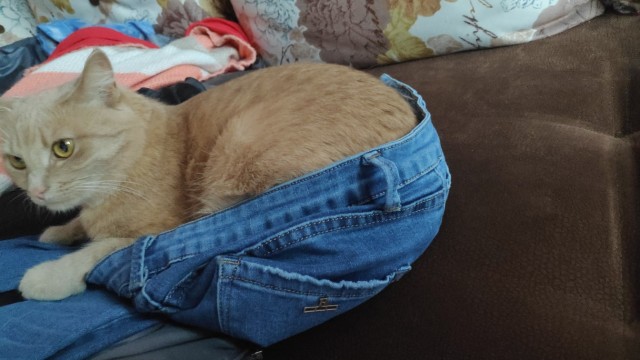 Живность из сети