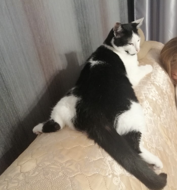 Котовторник 28.01.2020