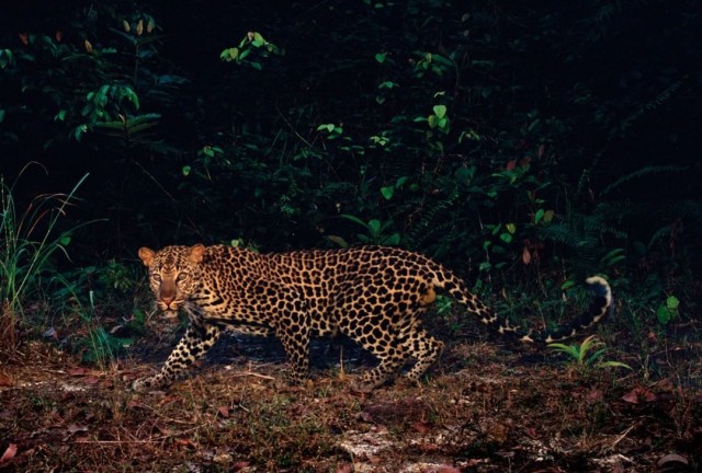 Живность 15.03.20