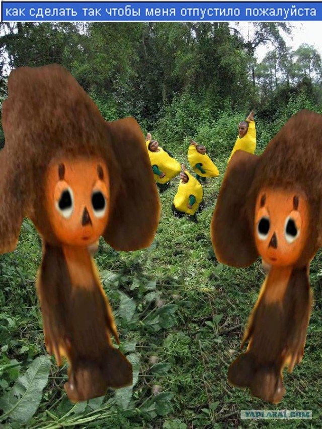 Друзья обезьян