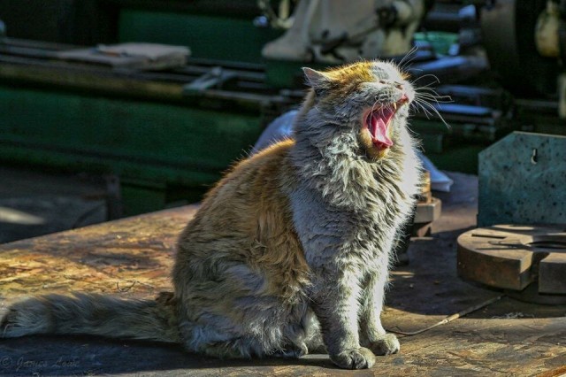 На любом заводе есть кот, которому позволено всё