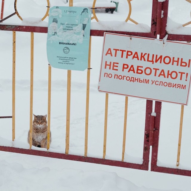 Подборка забавной живности