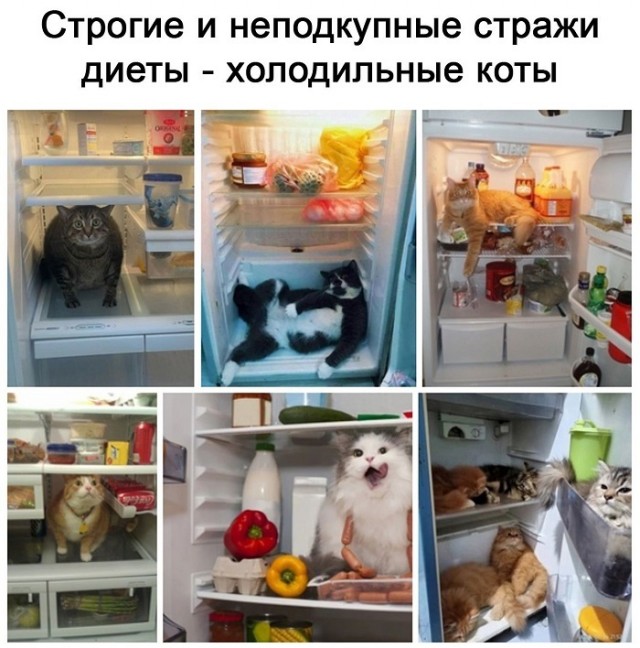 Картинки с котами и про котов