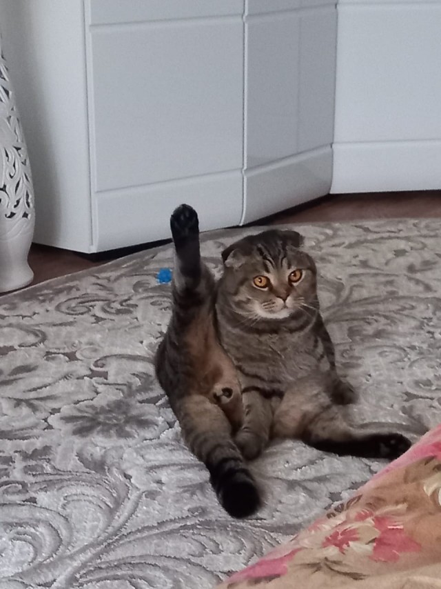 Вторник. Кото-вторник...