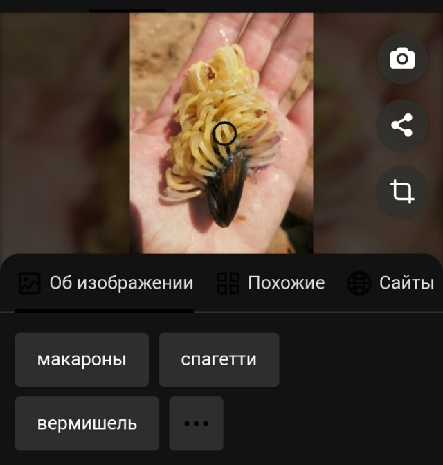 Яповцы, подскажите - что это?