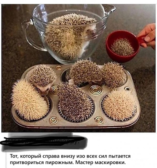 Весёлый полтишок 21.07