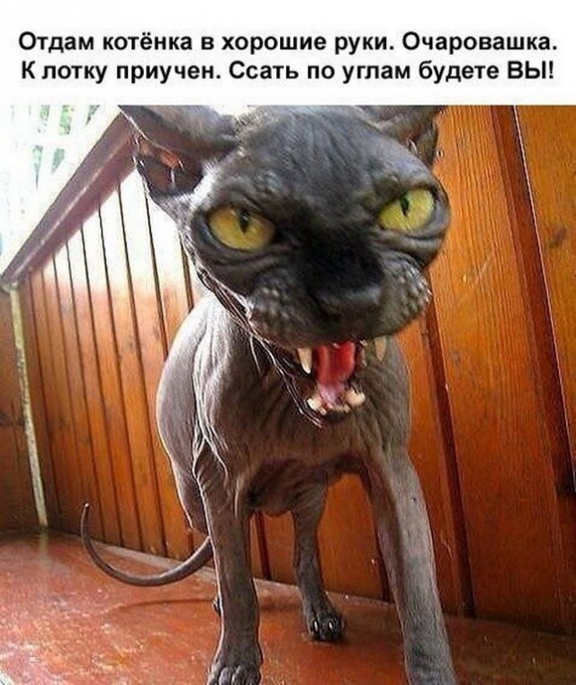 Злые котики - к последнему летнему котовторнику