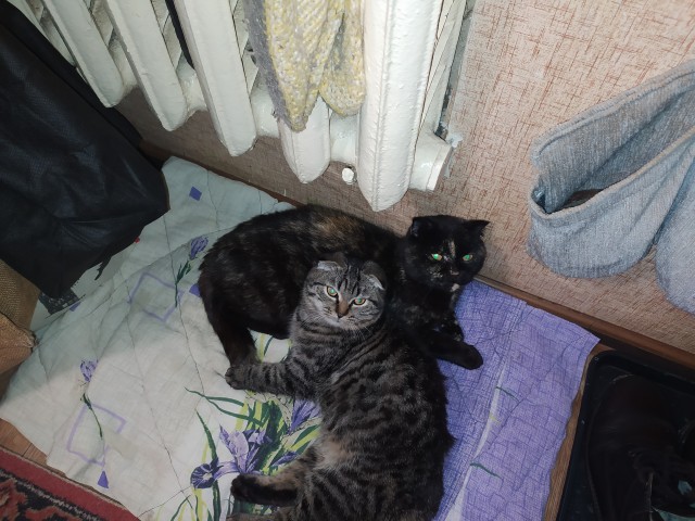 Котовторник так котовторник