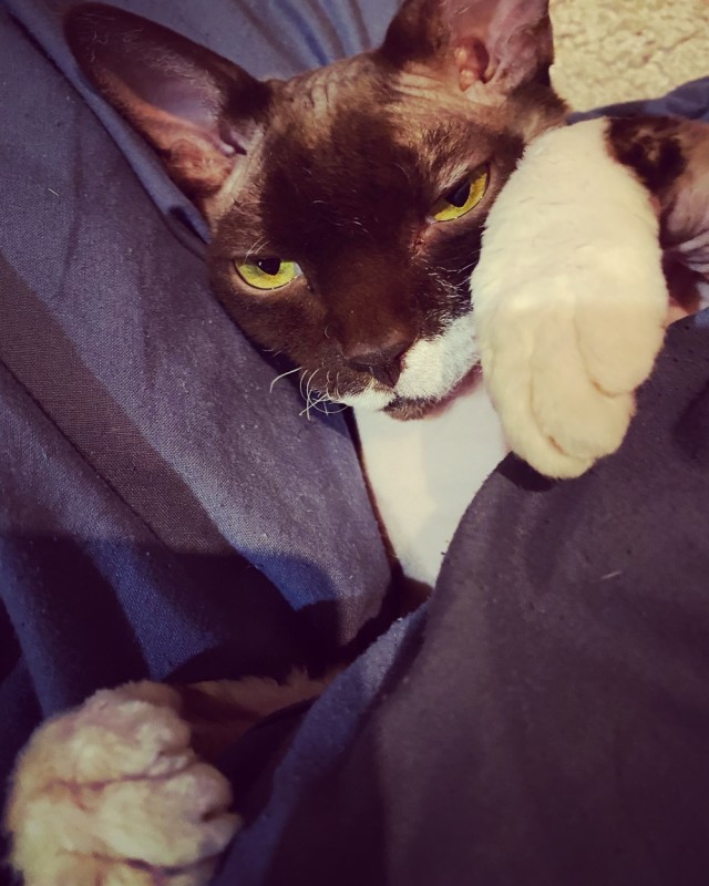 Вторник. Котэ. Пора