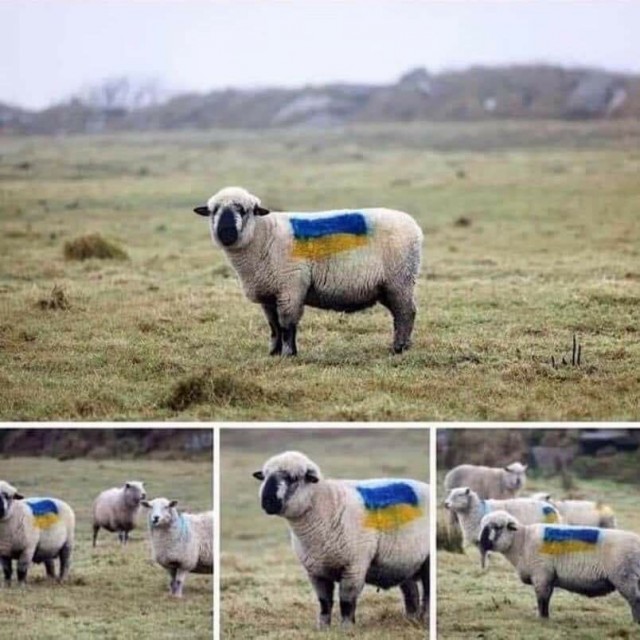 Немецкие активисты провели акцию солидарности с Украиной