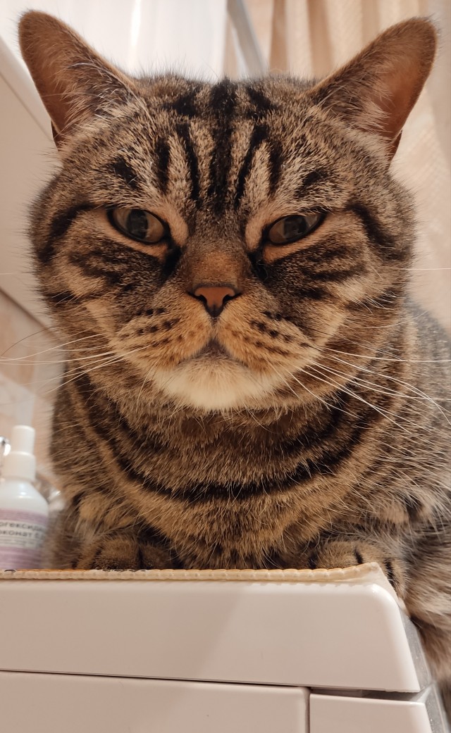 Котовторник