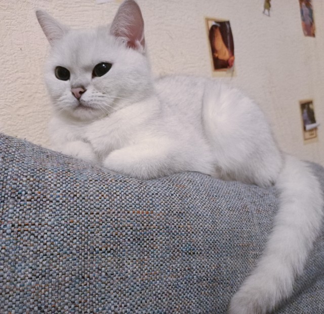 Котовторник