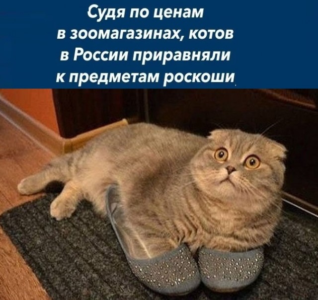Картинки с надписями и всякие жизненные фразы
