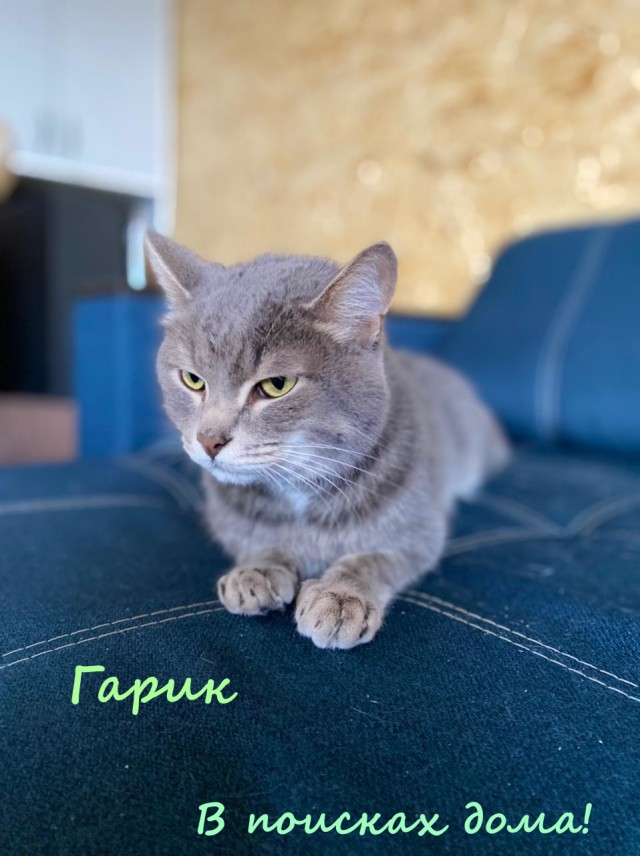 Жизнь домашнего приюта "Котоленд" 334