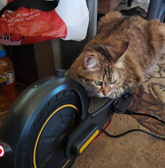 Почему я не завожу кошку?