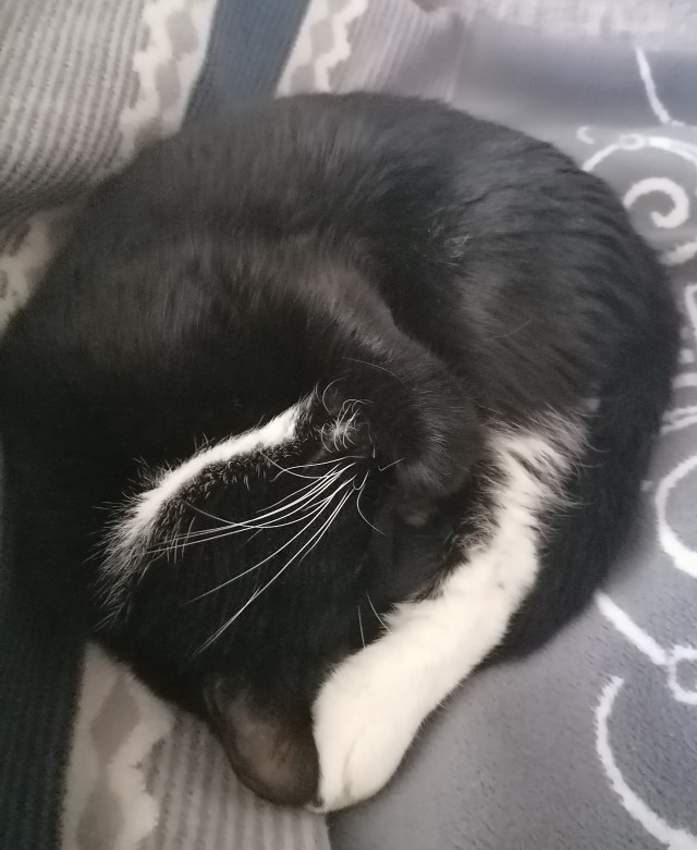 Ура! Котовторник.